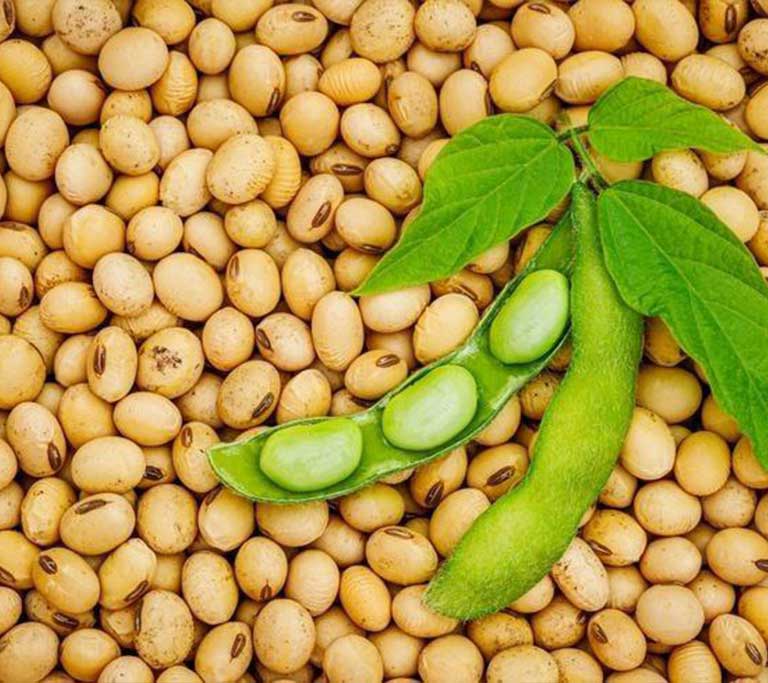 grain-soybean
