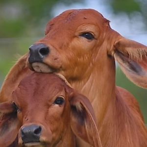 Ruminants-product-category