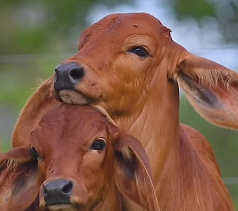 Ruminants-product-category