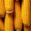 corn for news