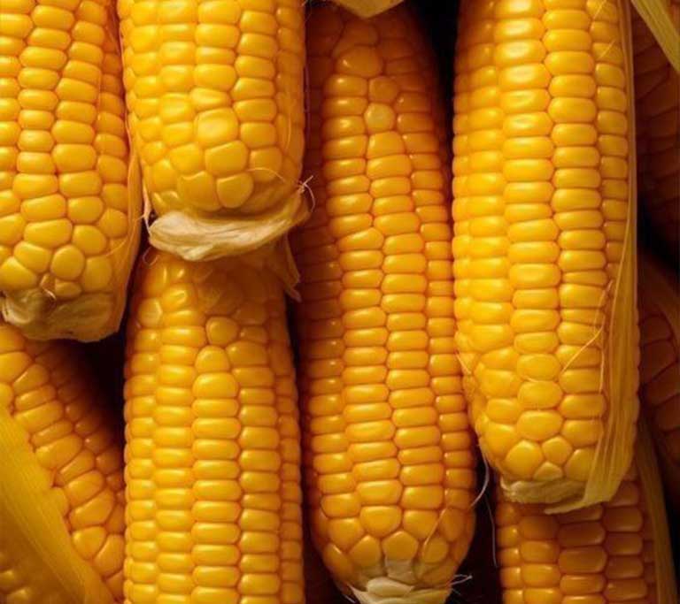 corn for news